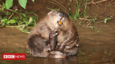 Beaver families win legal 'right to remain'