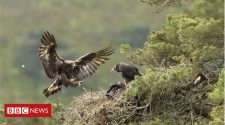 Golden eagles breeding success at Scottish Highlands estate