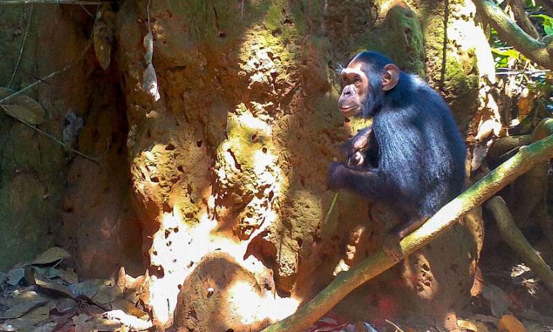 Termite-fishing chimpanzees provide clues to the evolution of technology