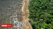Climate change: New UK law to curb deforestation in supply chains