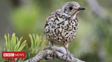 Glue bird traps: Macron suspends use amid EU row