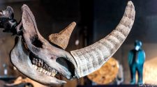 An ancient murder-mystery - What killed the woolly rhino? | Science & technology
