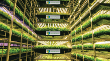 Blue Nalu, Aero Farms highlight sustainable food technology | 2020-08-03