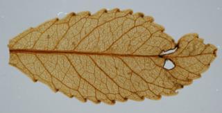 Miocene leaf