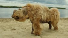 Ancient DNA Suggests Climate Change Behind Woolly Rhino Extinction