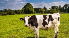 New technology helping dairy farmers out of a manure-y situation