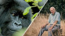 Sir David Attenborough makes stark warning about species extinction