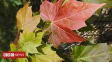 Wild maple trees 'in serious need of conservation'