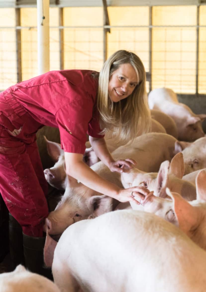 A blonde woman in a red dress is bending down to touch two pig snouts.