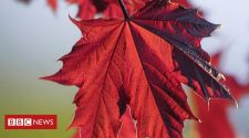 Maple trees offer most protection from harmful UV