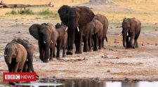 Zimbabwe: Elephants die from 'bacterial disease'