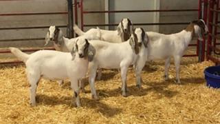 The goats have been gene-edited