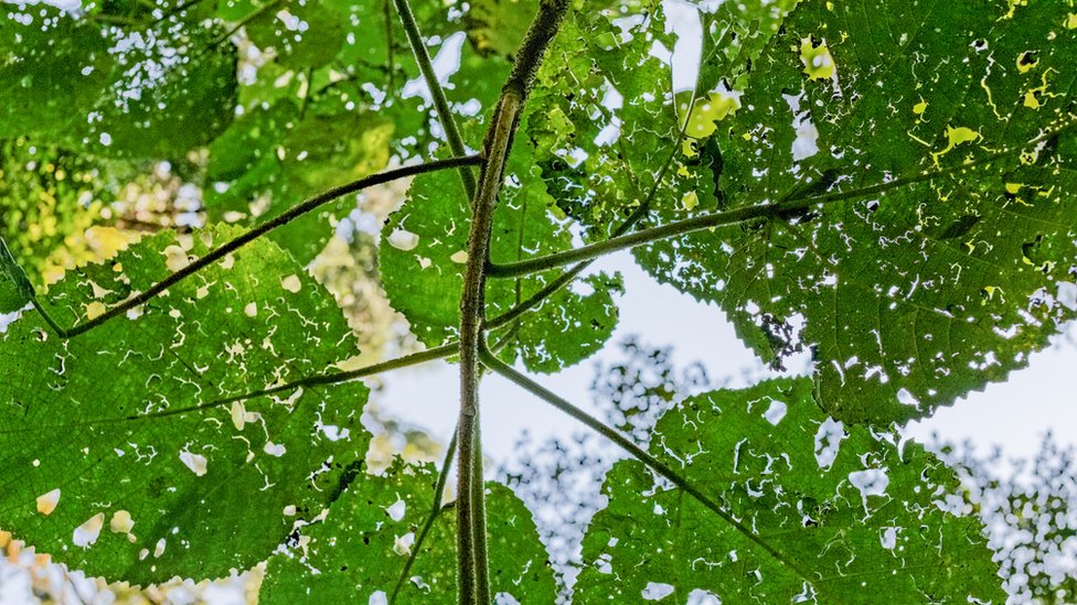 Leaves of Dendrocnide excelsa or the Australian stinging tree