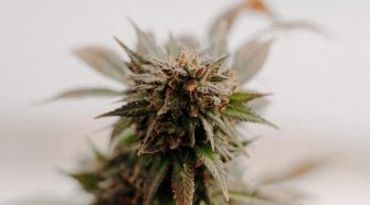 The History of the Word “Marijuana” | E1011 Labs | Aug, 2020 | Medium