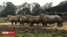 Covid-19: Funding crisis threatens zoos' vital conservation work