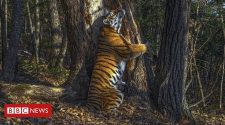 Hidden camera's hugging tiger wins wildlife photo award