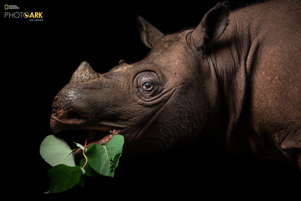 ‘Photo Ark’ Uses Photography And Technology To Raise Awareness Of At-Risk Animal Species