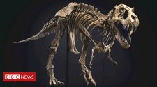 T. rex dinosaur 'Stan' sold for world record price