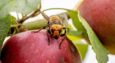 Washington state discovers first 'murder hornet' nest in U.S.