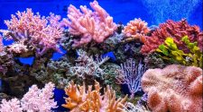 Are Corals Genetically Prepared for Climate Change?