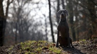 Sequencing Ancient DNA From 27 Dogs, Scientists Unearth Ancient Canine Diversity