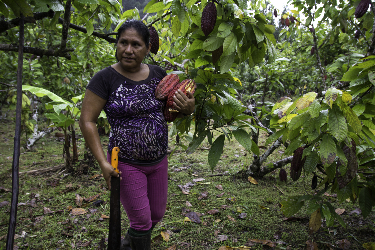 Alexandra Aviles collecting cacao pods in her garden in the community of Llanchama. Photo by Kimberley Brown for Mongabay.