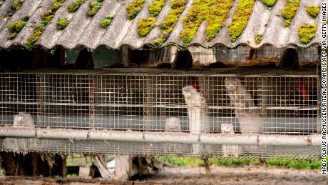 Mink are seen at a farm in Gjol, northern Denmark on October 9, 2020.