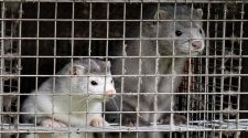 Denmark to Kill 15M Animals to Stop COVID Mutation Spreading Back to Humans – NBC New York