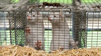 Europe tries to shut down strain from Danish mink farms