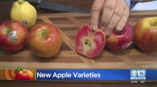New Varieties Of Apples – CBS Sacramento