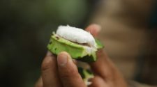 Technology innovations look to change the cacao landscape in Colombia