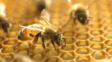 Opteran wants to make an AI based on the brain of a honeybee.