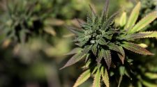 House poised to pass bill decriminalizing marijuana at federal level
