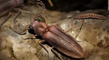 99-million-year-old bioluminescent beetle fossil discovered