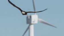 Louisville Company Claims New Technology Greatly Reduces Eagle Fatalities Near Wind Turbines – CBS Denver