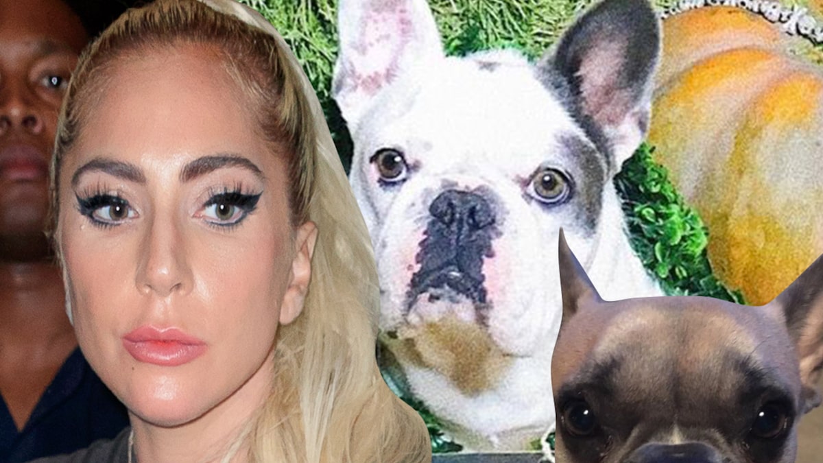 Lady Gaga's Dog Walker Shot, 2 Dogs Stolen, Gaga Offers $500K Reward