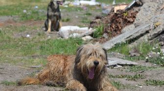 In Ukraine, technology offers humans solutions to the problem of stray animals