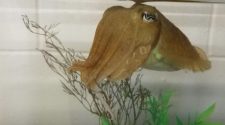 Cuttlefish can pass the marshmallow test