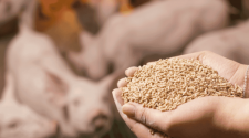 Breaking down the barriers to high-performing feed
