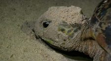 Green turtle in the sand