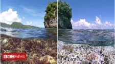 Then and now: Rising temperatures threaten corals
