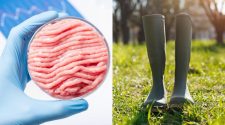 Farming and technology: How the rise of lab-grown proteins could impact NZ farmers