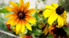 Health department offers flower incentive to get vaccine – The Journal