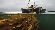 Maine seaweed growers to break state records this spring