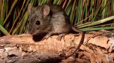 Mice in Australia seen 'raining' from sky in viral video