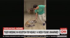 The Houston Tiger Has Been Found Unharmed, Transported Safely to Animal Shelter (UPDATED)