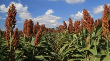 U.S. sorghum farmers may bring in a $2.6 billion crop this fall—the most valuable ever, according to the latest USDA World Agricultural Supply and Demand Estimates report.