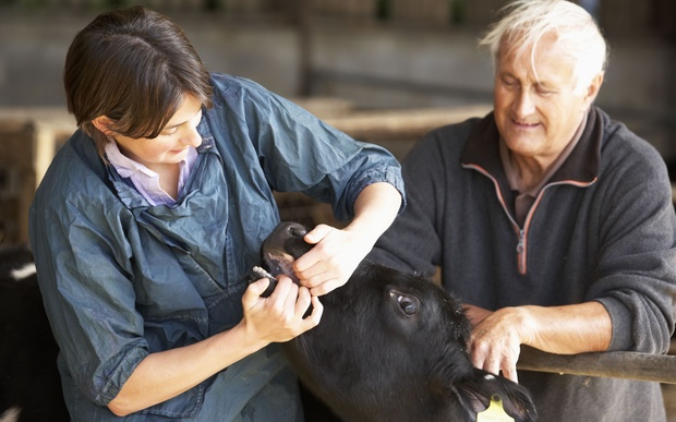 A vet and a farmer examine a calf on a dairy farm