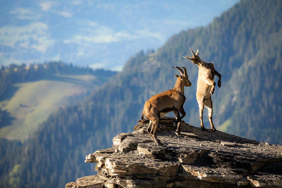Two mountain goats fight each other on the edge of a cliff