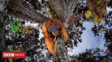 Optical illusion of orangutan wins award